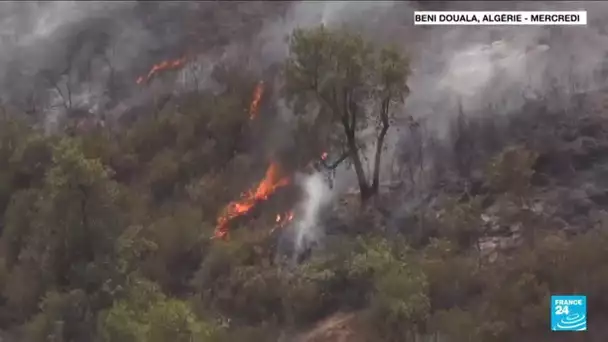 Incendies en Algérie : le pays en deuil, la lutte contre les flammes s'organise • FRANCE 24