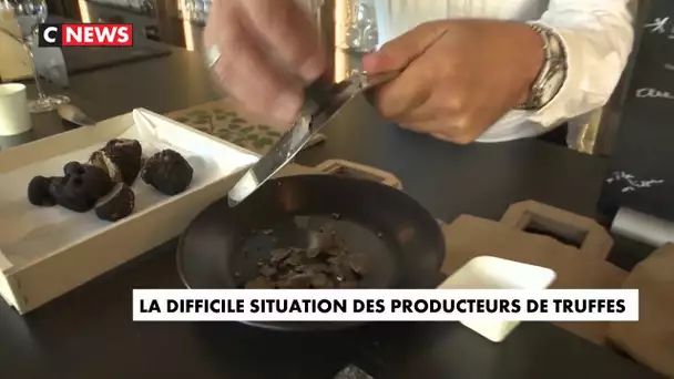 La difficile situation des producteurs de truffes