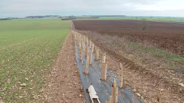 Environnement : le développement des haies bocagères