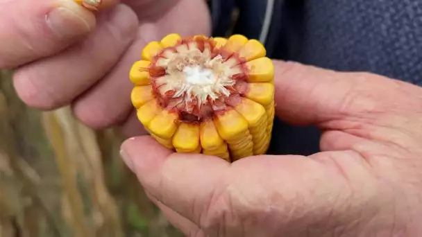 Agriculture : une année calamiteuse pour le maïs