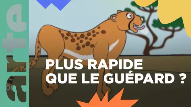 L’animal le plus rapide au monde - ARTE