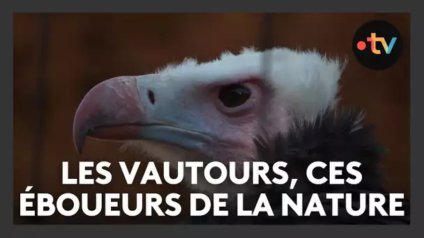 Les vautours ont mauvaise réputation, mais sont pourtant essentiels pour notre environnement