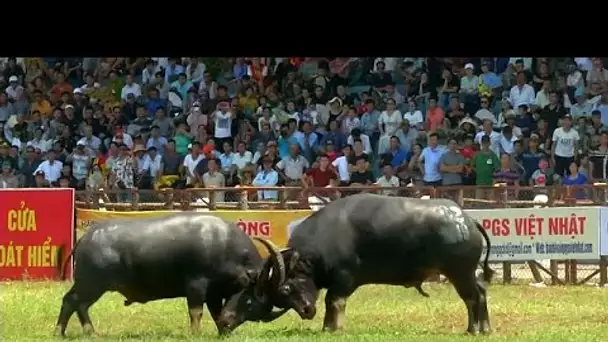 Bataille de buffles au Vietnam