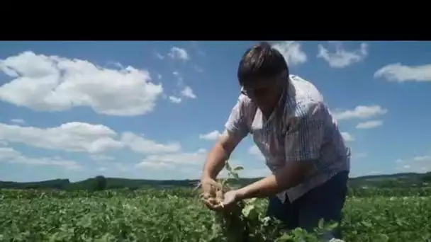 L'Autriche vers une interdiction totale du glyphosate ?