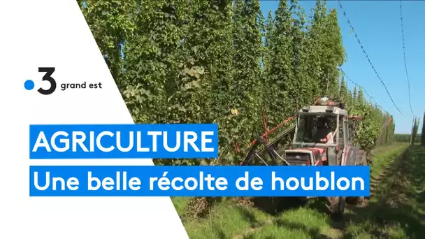 Agriculture : une récolte de houblon prometteuse