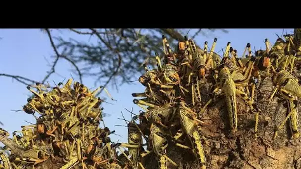 Des insectes prêts pour les assiettes européennes ?