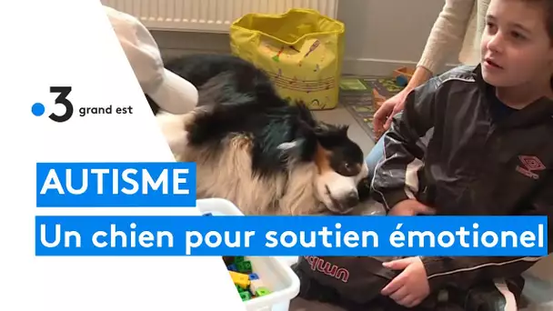 Un chien accompagne des enfants atteints d'autisme, "certains élèves se sont ouverts aux autres"