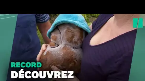 Ce couple pourrait battre un record avec leur patate de 7,8 kilos