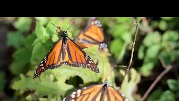 Les papillons monarques plus nombreux au Mexique