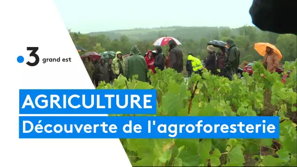 Dans l'Aube, l'agroforesterie se développe