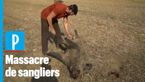 Sangliers massacrés dans un champ : «C'était un rodéo en milieu rural»