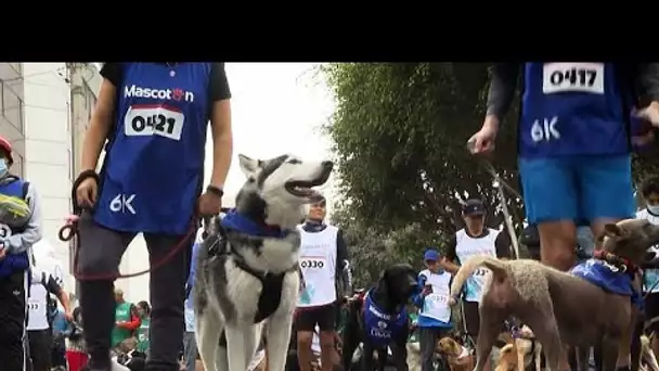 "Mascotón" : au Pérou, une course pour célébrer la Journée internationale du chien