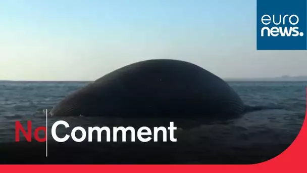 Le cadavre d'une baleine s'échoue sur une plage indonésienne