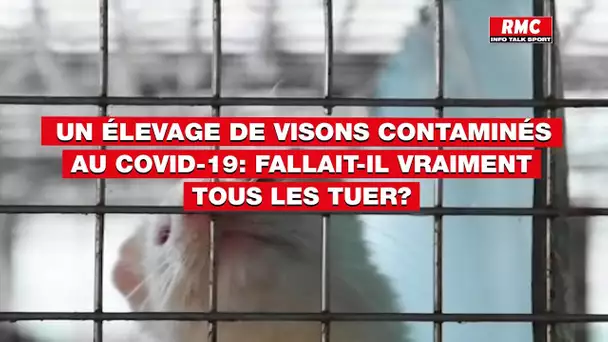 Un élevage de visons contaminés au Covid-19: fallait-il vraiment tous les tuer?