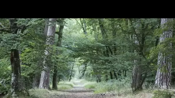 Sécheresse : les hêtres de la forêt de Fontainebleau vont devoir être remplacés