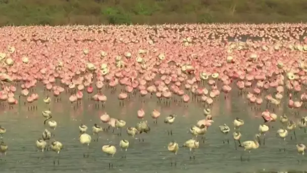 Des milliers de flamants roses prennent d'assaut un lac de Bombay en Inde