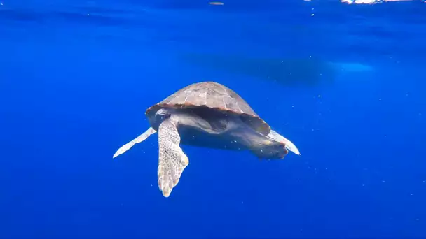 Sainte-Maxime: Ana, la tortue remise à la mer