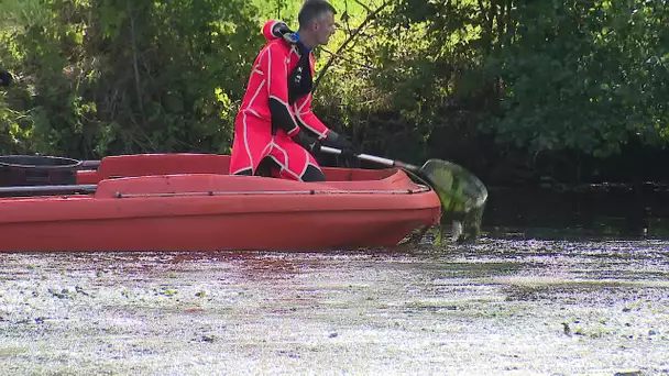 Thouars. Plusieurs centaines de poissons retrouvés morts à la surface du Thouet