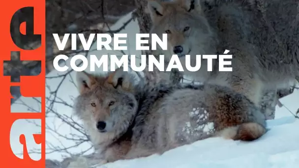 Tous ensemble ! | Le langage des animaux | ARTE Family