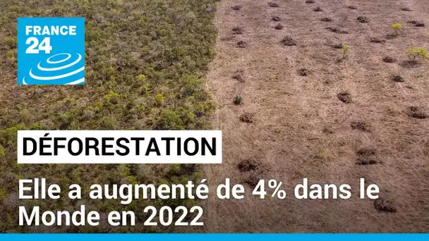 Déforestation: Elle a augmenté de 4% dans le Monde en 2022 • FRANCE 24