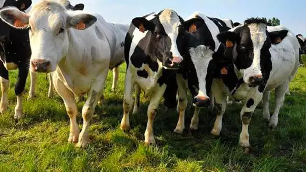 Où sont passées les vaches ?