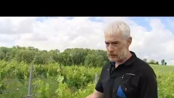 Jura : relevage de la vigne