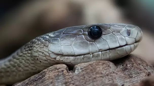 Afrique du Sud : un serpent mortel apparaît dans un salon et sème la terreur