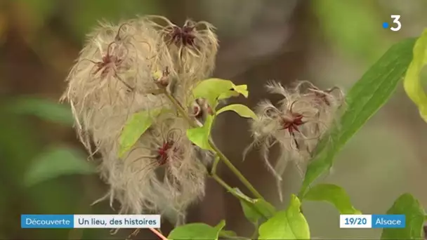 Un lieu, des histoires à Offendorf (3/4)