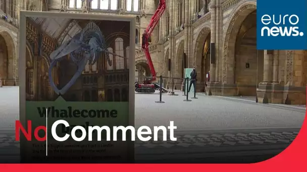 Le Musée d'histoire naturelle de Londres va rouvrir ses portes