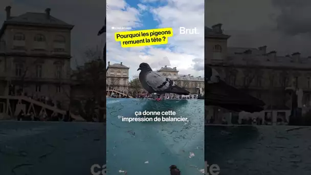 Pourquoi les pigeons remuent la tête ?