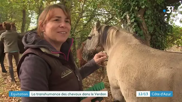 Verdon : la transhumance des chevaux sur les rives du lac de Sainte-Croix