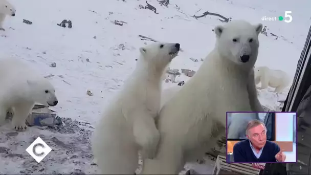 Les animaux sauvages en péril ! - C à Vous - 12/02/2019