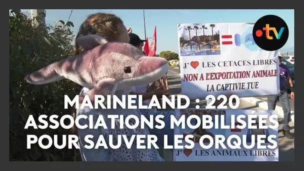 Marineland : 220 associations manifestent devant le parc aquatique d'Antibes pour sauver les orques