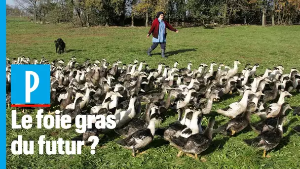 Foie gras naturel :  « Nous n'avons plus recours au gavage » des animaux