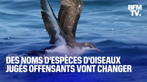 États-Unis: jugés offensants, des noms d'espèces d'oiseaux vont changer