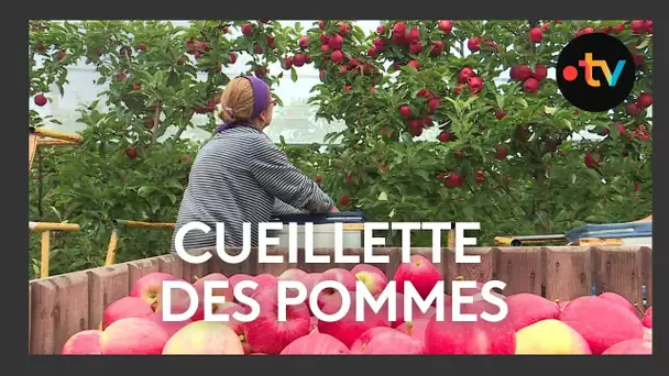 Récolte des pommes à Charroux