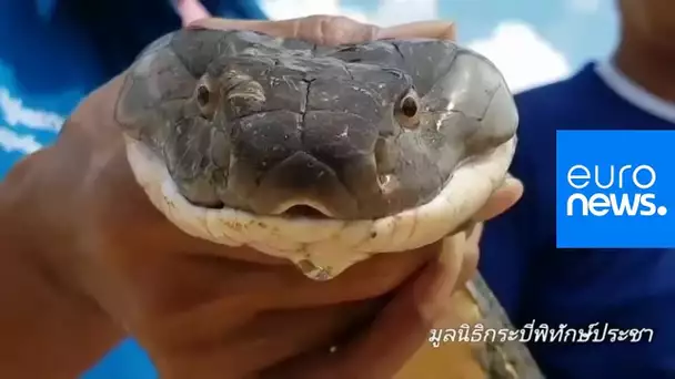 Un cobra royal adulte de quatre mètres capturé en Thaïlande