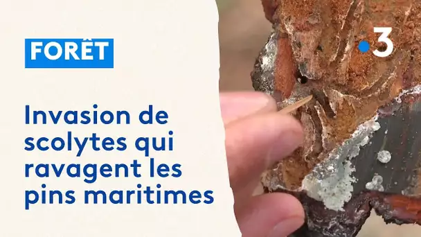 Une invasion d'insectes ravage les arbres dans la forêt domaniale du Bassin d'Arcachon