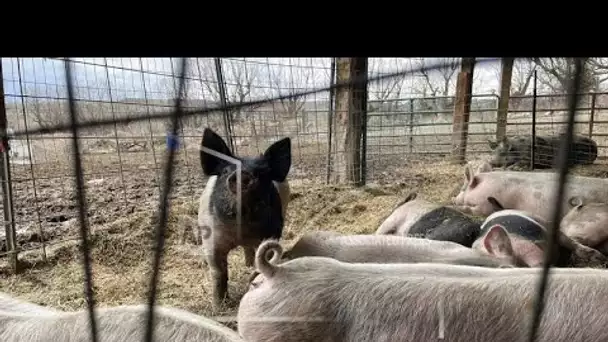 La pénurie de bouchers au Royaume-Uni inquiète les éleveurs