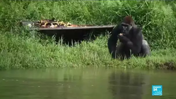 Congo-Brazzaville : protéger le gorille des plaines de l'Ouest, espèce très menacée