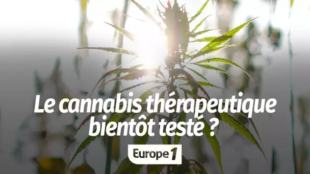 Le cannabis thérapeutique pourrait bientôt être testé : "L'objectif est de trouver la posologie q…