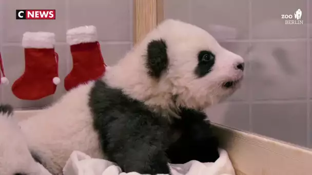 Deux bébés pandas jumeaux fêtent leur premier noël