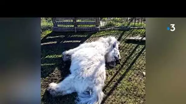 Une trentaine d'animaux massacrés dans le Pas-de-Calais