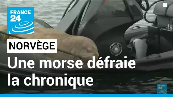 Norvège : Freya, une jeune femelle morse défraie la chronique • FRANCE 24