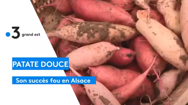 Le succès fou de la patate douce en Alsace