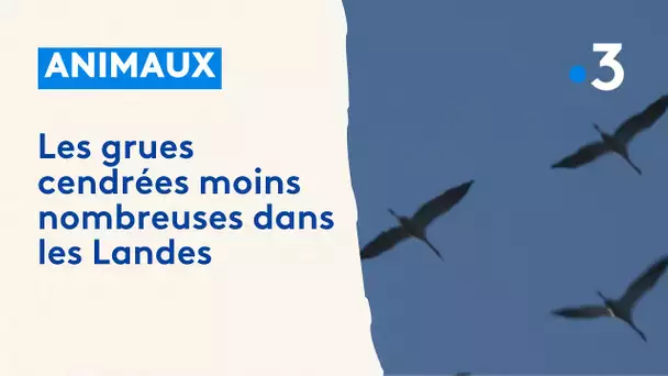 Les grues cendrées de moins en moins nombreuses sur la réserve d'Arjuzanx