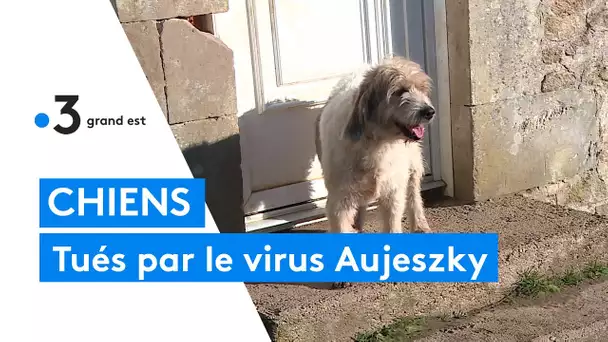 Haute-Marne : le virus Aujeszky tue les chiens, les chasseurs réclament un nouveau vaccin