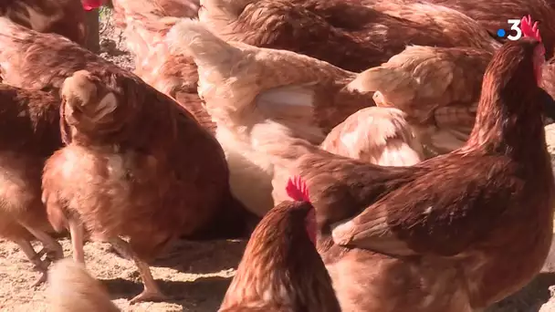 Tempête Alex : cette éleveuse de poule livre ses oeufs à pied