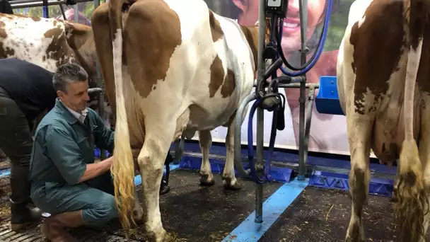 Les coulisses du Salon de l'agriculture : la traite des vaches