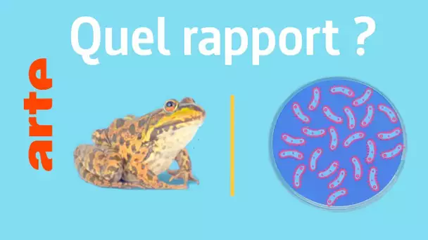 Un crapaud et des bactéries, quel est le rapport ? | Reconnexion | ARTE